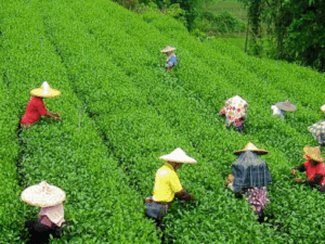 Kerala Blissful Journey for Family 6N 7D