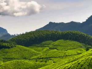 Kerala Delight Tour 3N 4D