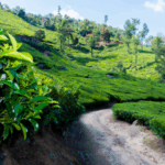 5 days kerala tour
