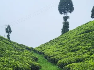 Darjeeling Honeymoon Tour Package 5N/6D