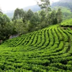 assam tea garden
