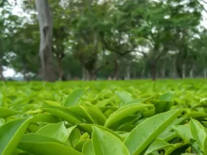 assam tea garden