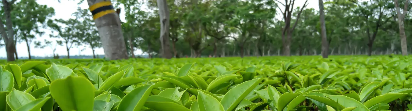 assam tea garden