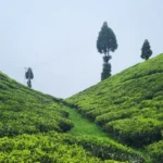darjeeling tea garden