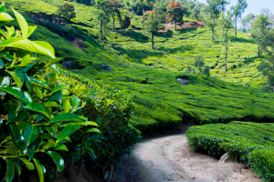 5 days kerala tour
