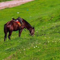 kashmir trip itinerary